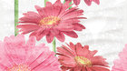 Dec Gerbera Panno B КПН16GerberaB 25х45