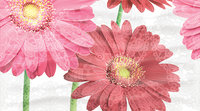 Dec Gerbera Panno A КПН16GerberaA 25х45