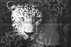 Коллекция "Aure Leopard"